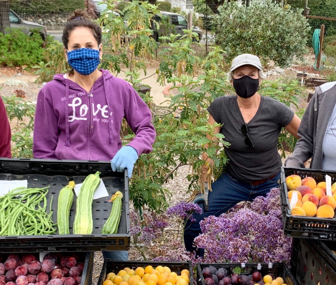 For stress relief, food access, people turned to gardening during pandemic – Food Blog