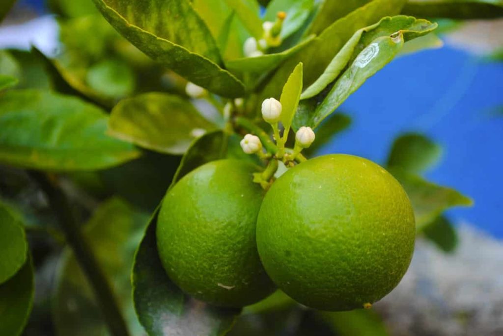 Top 15 Steps to Boost Lemon Yield: How to Increase Fruit Size, Production, and Quality