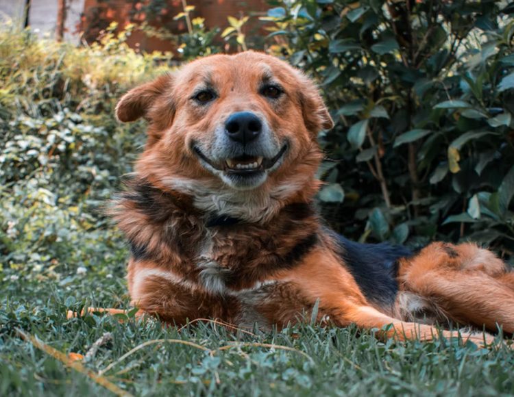 Try Smiling Try Smiling