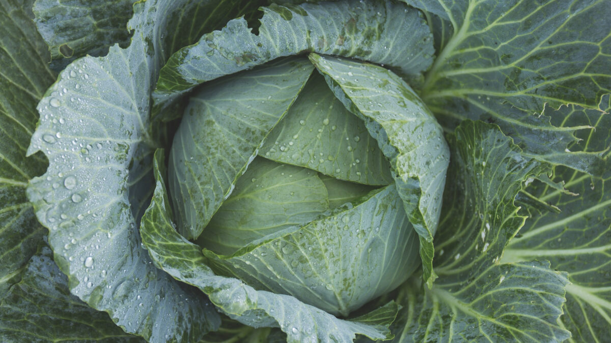 Cabbage Leaf Wraps for Arthritic Knees