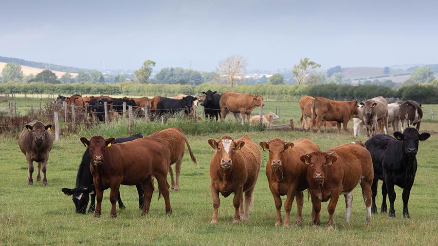 Meat and dairy reputation is AHDB levy payers’ top priority