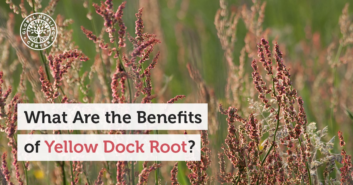 What are the Benefits of Yellow Dock Root?