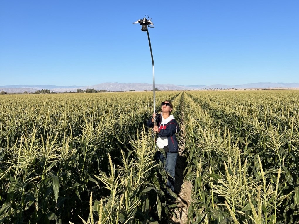 Drip-irrigation study sees ‘huge’ reduction in water, fertilizer use for sweet corn – Food Blog