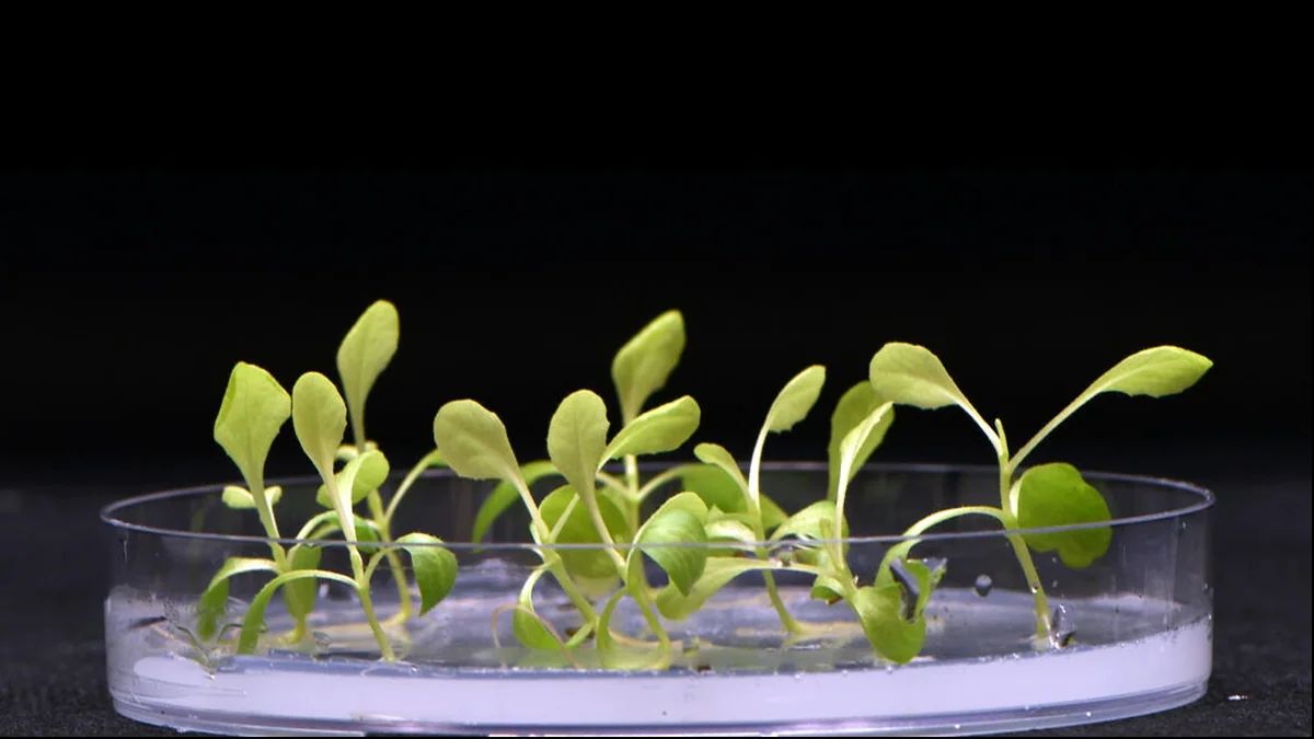 Cultivating Crops, No Sun Required