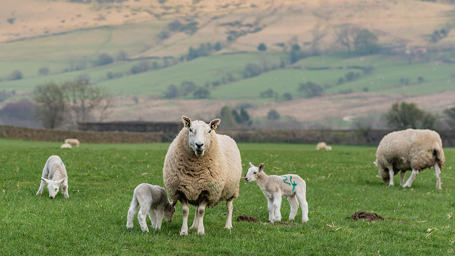 FW Opinion: Something for everyone in Welsh policy update