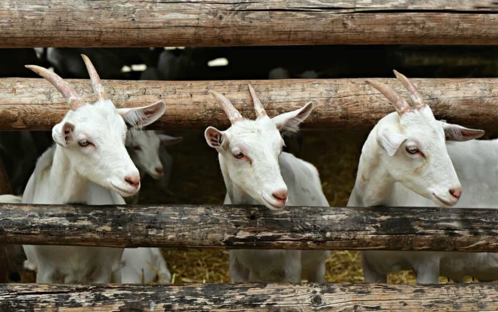 How to Start Goat Farming from Scratch: A Complete Guide for Beginners