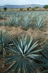 Agave: The new drought-tolerant California crop?