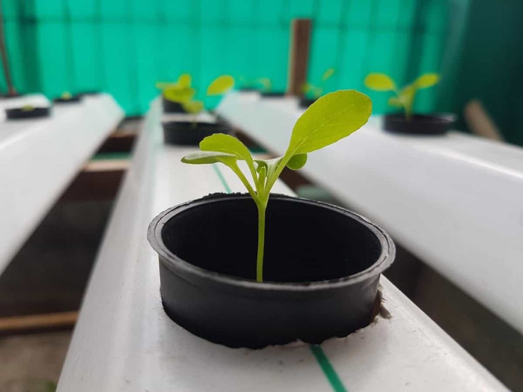 How to Start Hydroponic Farming in United Arab Emirates (UAE): A Step-by-Step Guide for Beginners