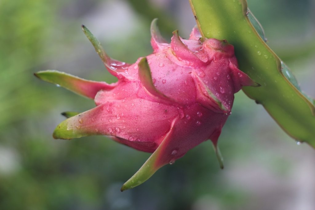 How to Start Dragon Fruit Framing in the USA for Beginners: Check How this Guide Helps from Planting to Harvesting