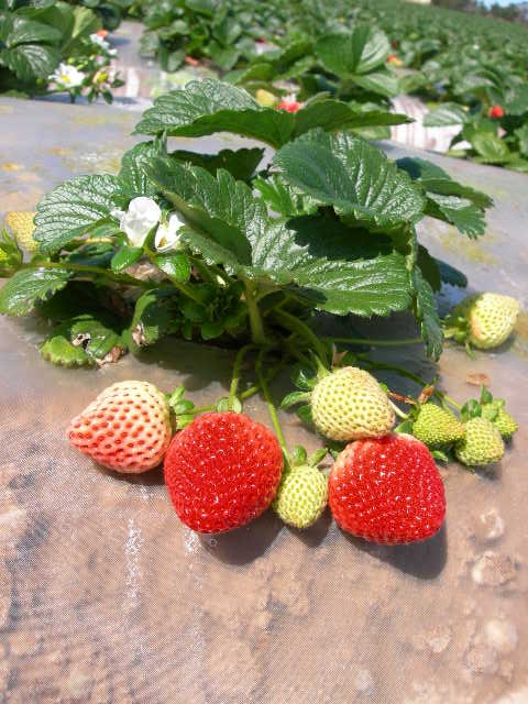 UC study breaks down costs of growing organic strawberries – Food Blog