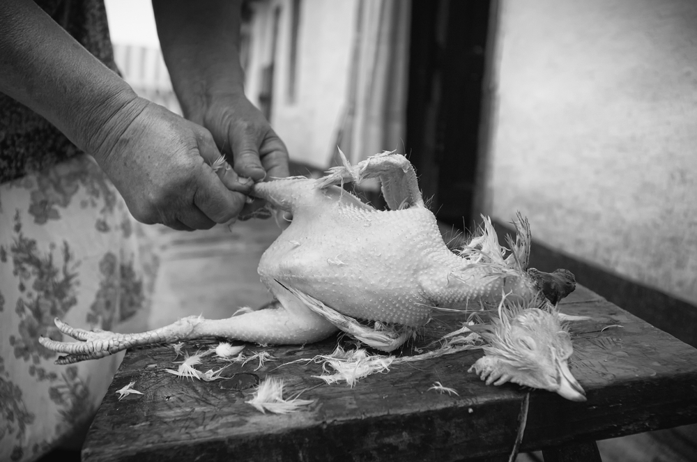 A Meditation on Slaughter – Modern Farmer