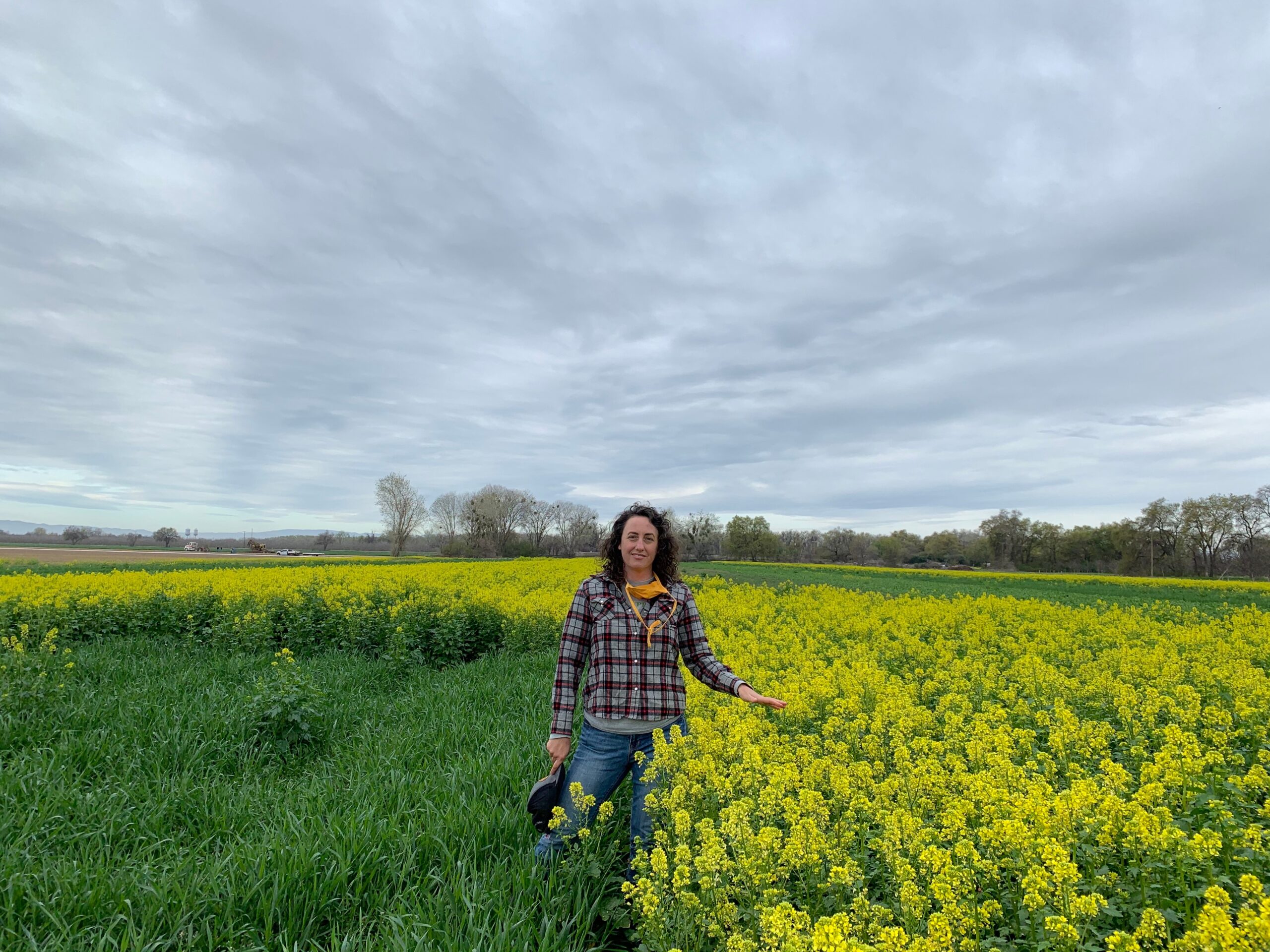 New UC study helps growers estimate cover crop costs and potential benefits – Food Blog