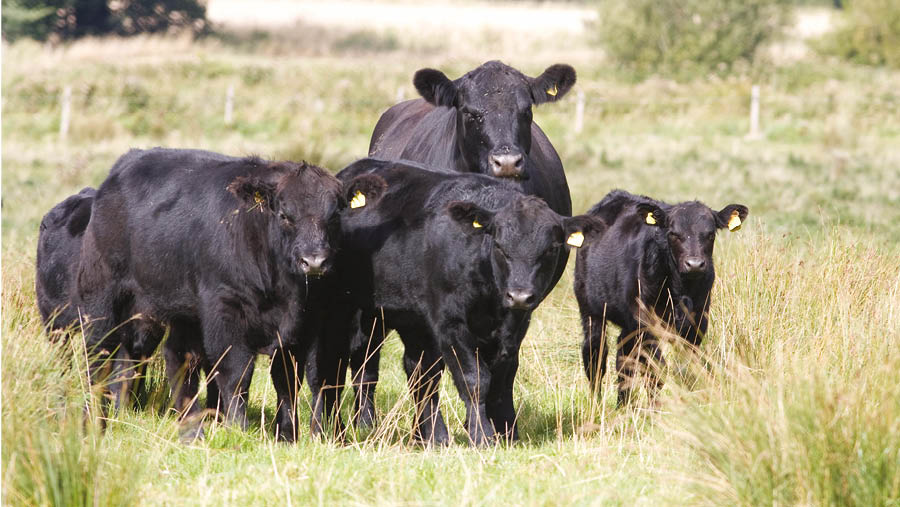 Why clear identification of polled genetics is needed