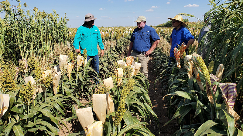 Seed-based technology offers peace of mind from sorghum forage risk