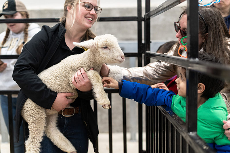 ISA will host sheep-themed educational opportunities and competitions at Indiana State Fair