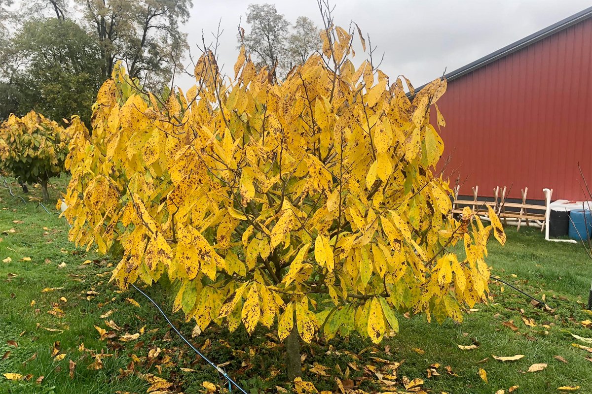 The Pawpaw, a Beloved Native Fruit, Could Help Sustain Small Farms
