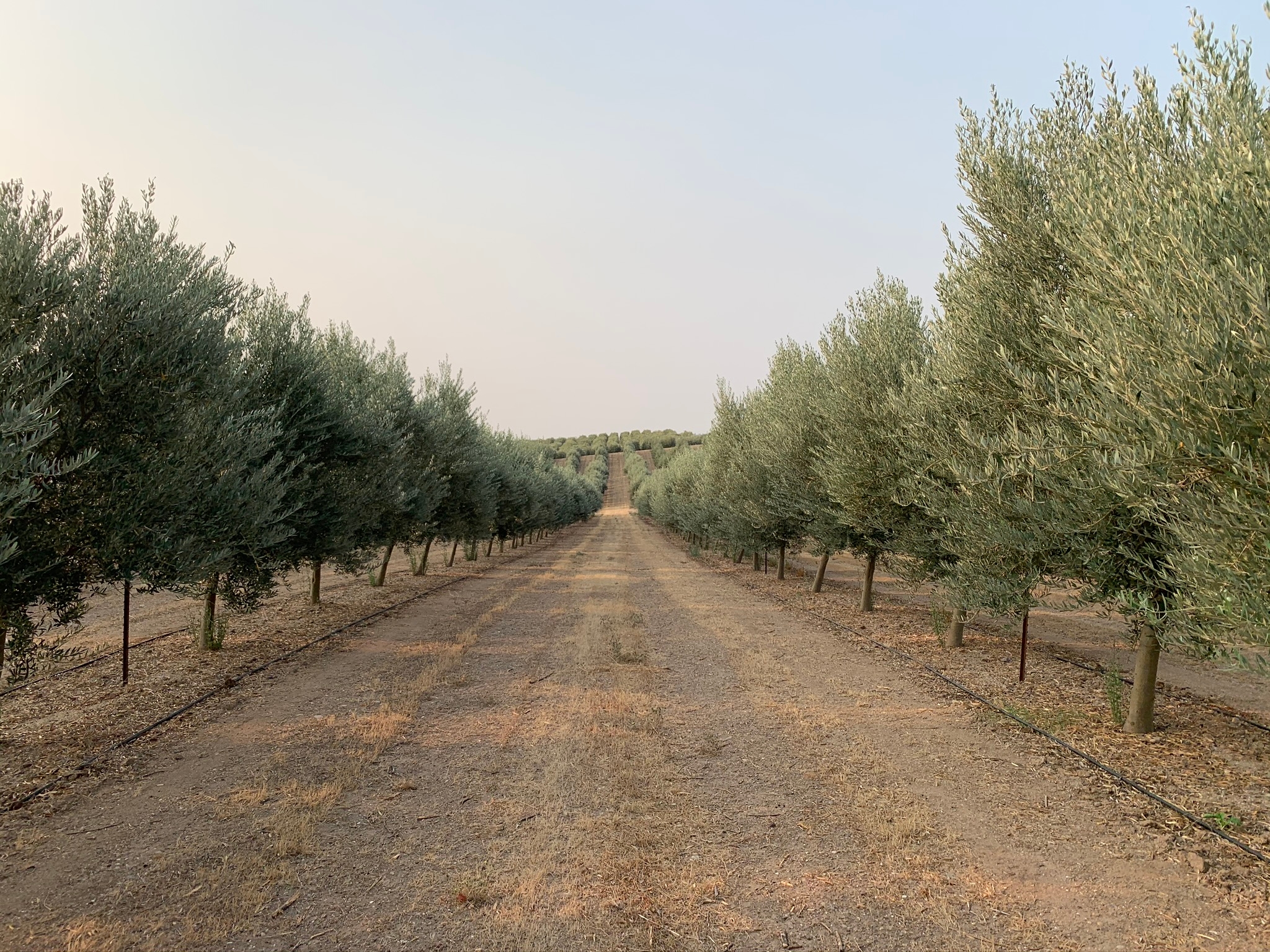 UC ANR publishes first-ever manual on olive production for oil – Food Blog