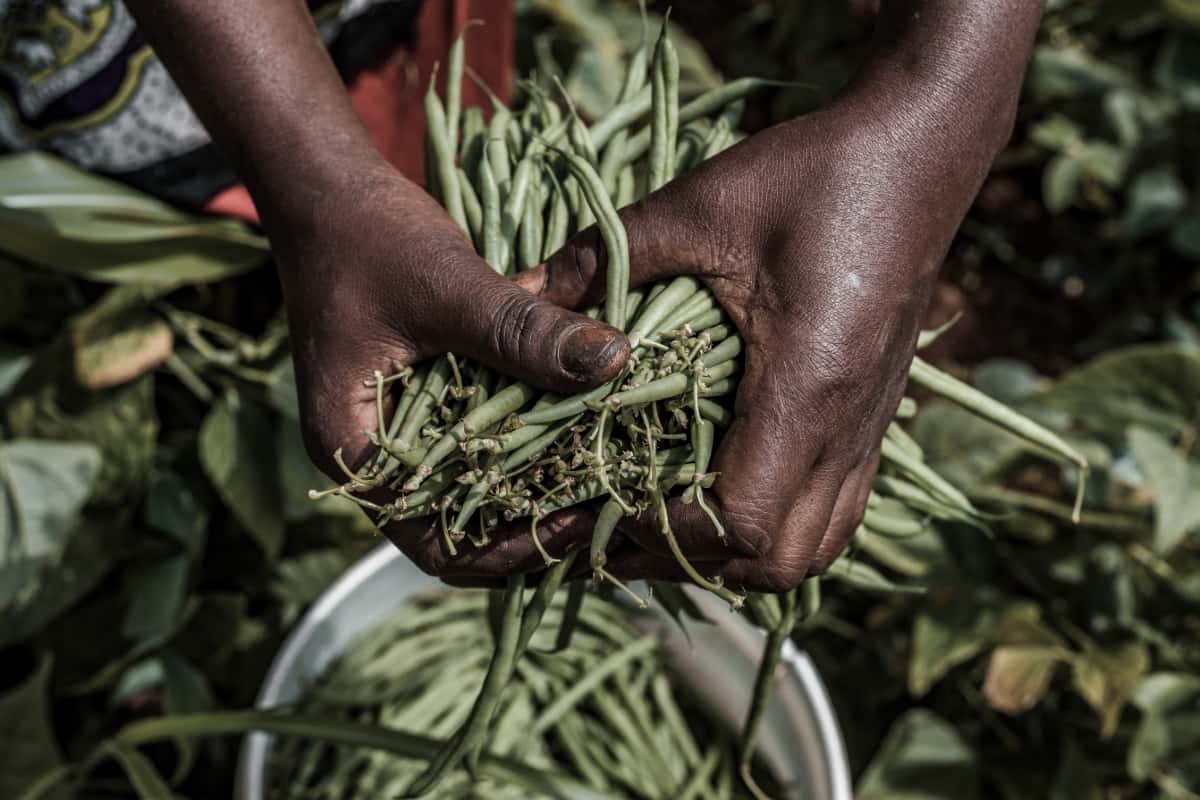 Ultimate Guide to Beans Farming in Kenya: From Planting to Profits