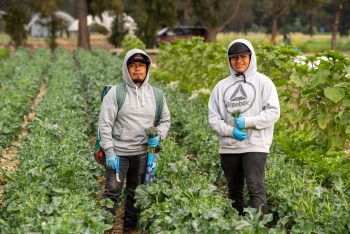 Immigrant Workers are the Backbone of the US Food System