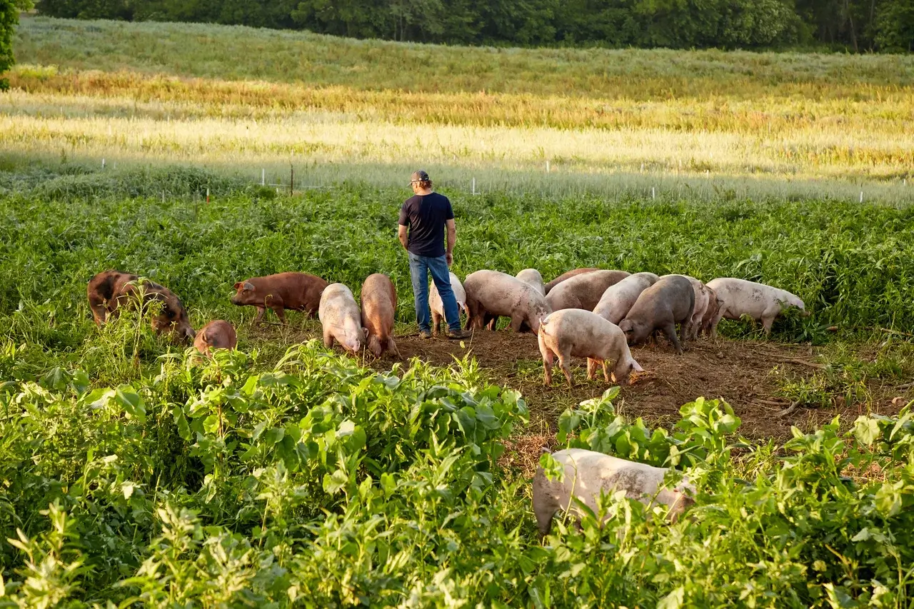 Prop 12 Was a Landmark Animal Rights Law. Repealing it Could Hurt Farmers.