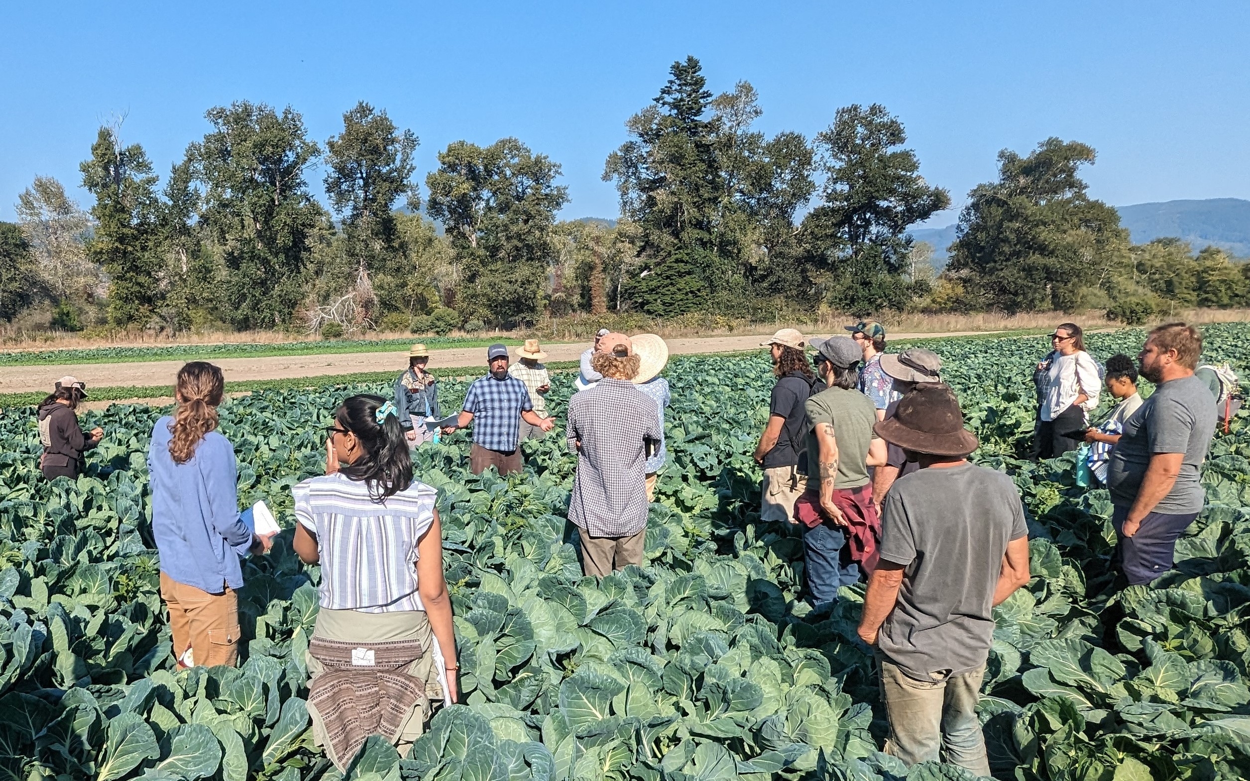 Report outlines top concerns in California organic agriculture – Food Blog