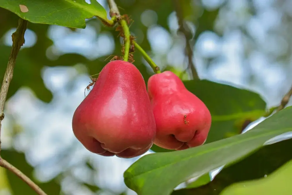 A Secret Weapon in Agriculture’s Climate Fight: Ants