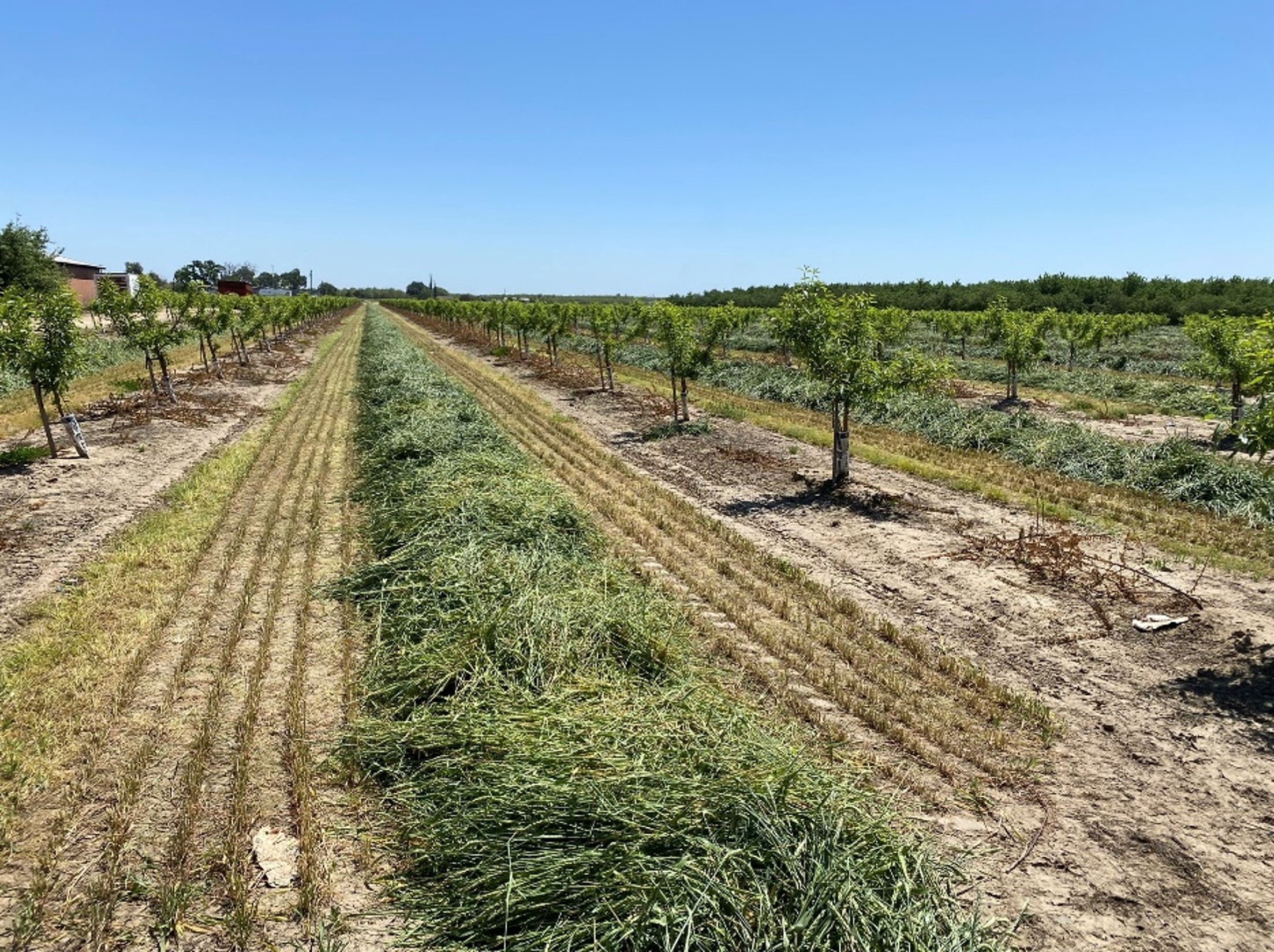Young orchard water and nutrient management workshops offered in Madera, Stockton, Parlier, Tulare – Food Blog