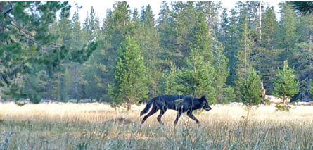 Climate, wildfire, wolves topics of Feb. 18 rangeland discussions in Davis – Food Blog