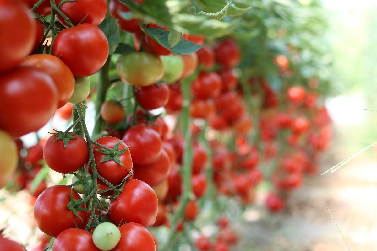 Tomato Bountiful Harvest in Backyards: Proven Growing Tips