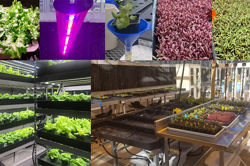 Purdue workshop series to highlight hydroponics and greenhouse crop production