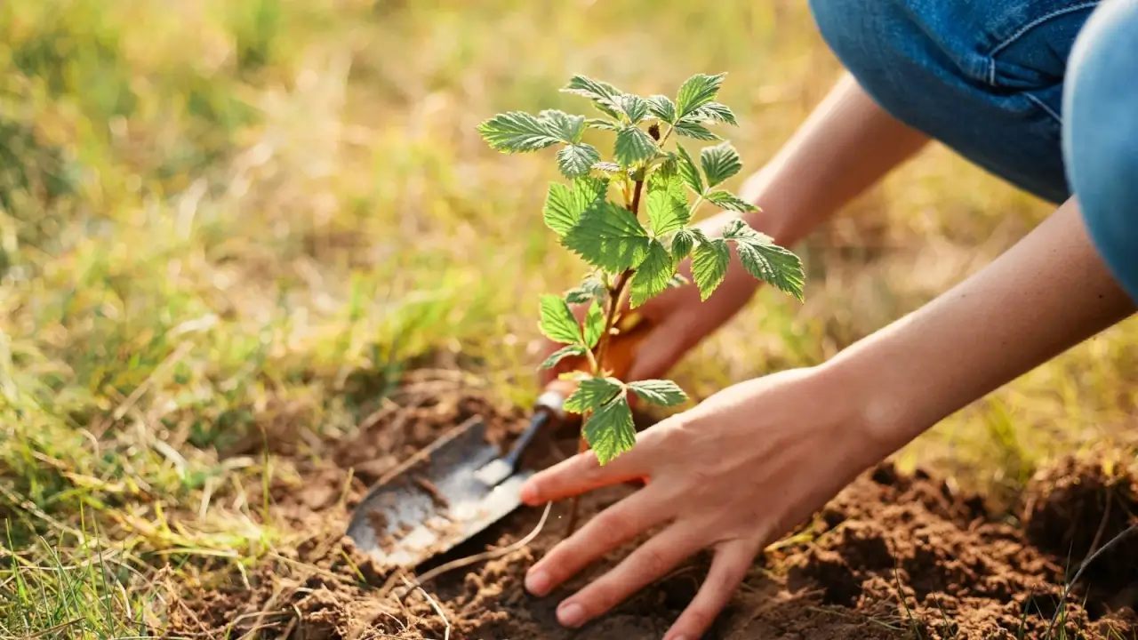 7 Perennial Crops to Plant in May