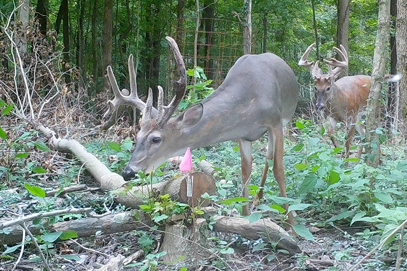 Deer Impact Toolbox provides guidance for Indiana forest landowners and managers