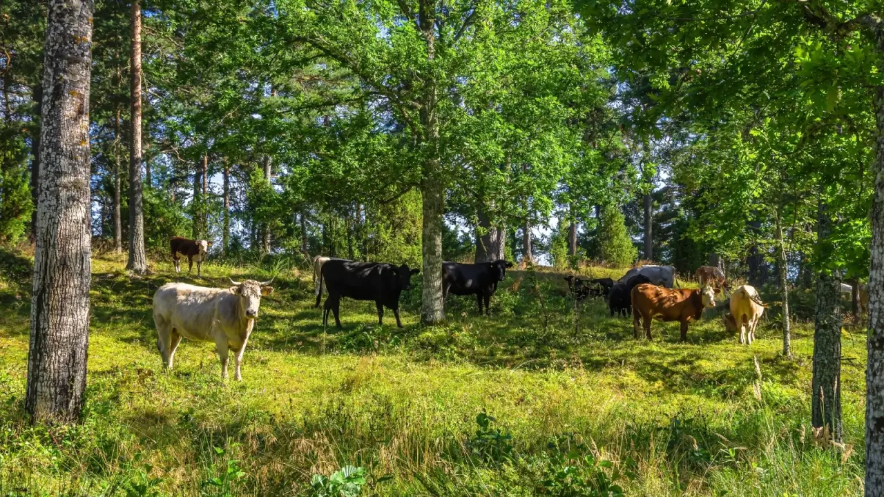 Why We Need Trees on Grazing Land