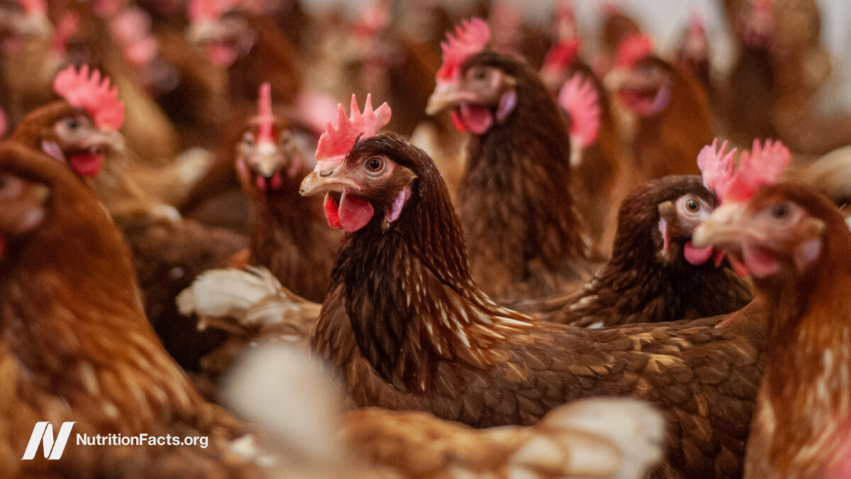 Emergence, Dangers, and Preventive Measures