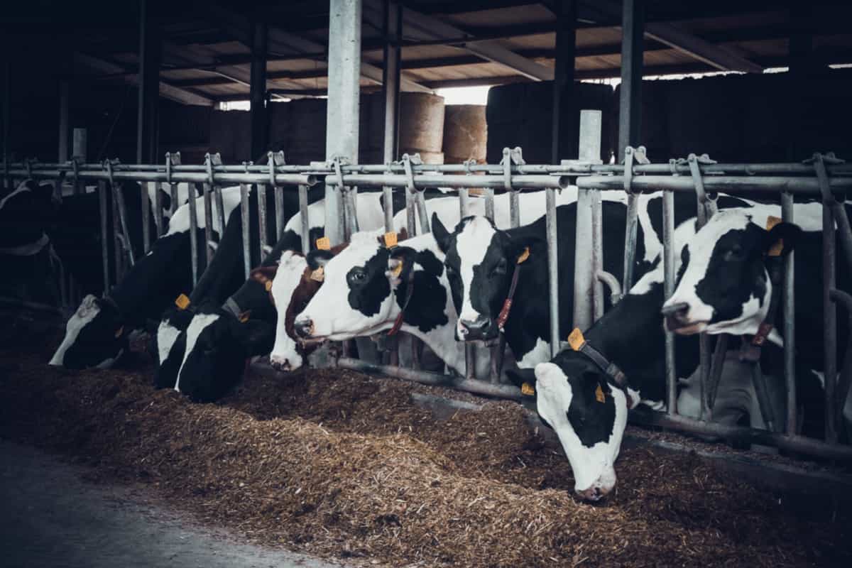 Cost of Starting a Dairy Farm in Maharashtra: Detailed Guide & Budget Breakdown