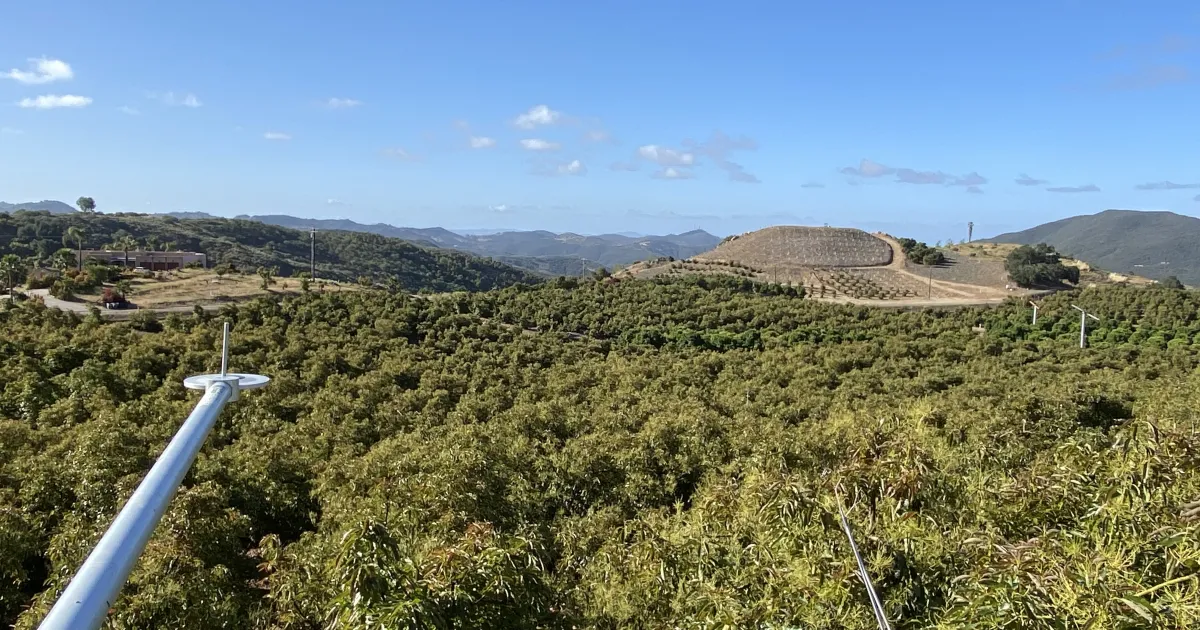 UCCE advisor provides first-of-its-kind avocado irrigation data