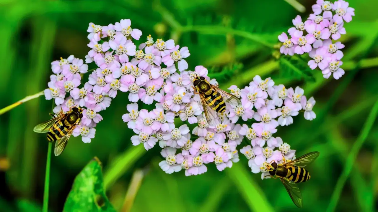 How to Attract the 9 Beneficial Predators You Want on Your Land