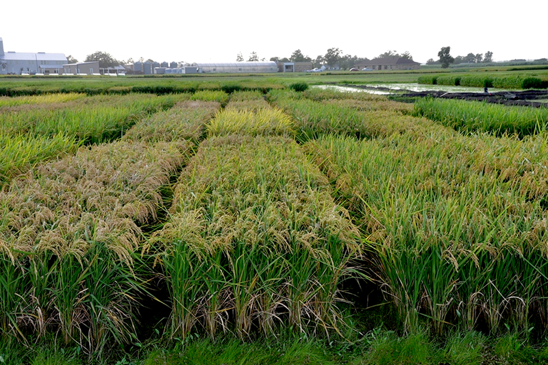 Machine-learning model demonstrates effect of public breeding on rice yields in climate change