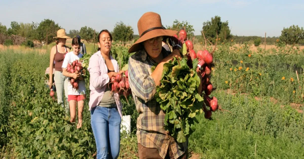 Small farms, food businesses to lose vital USDA support
