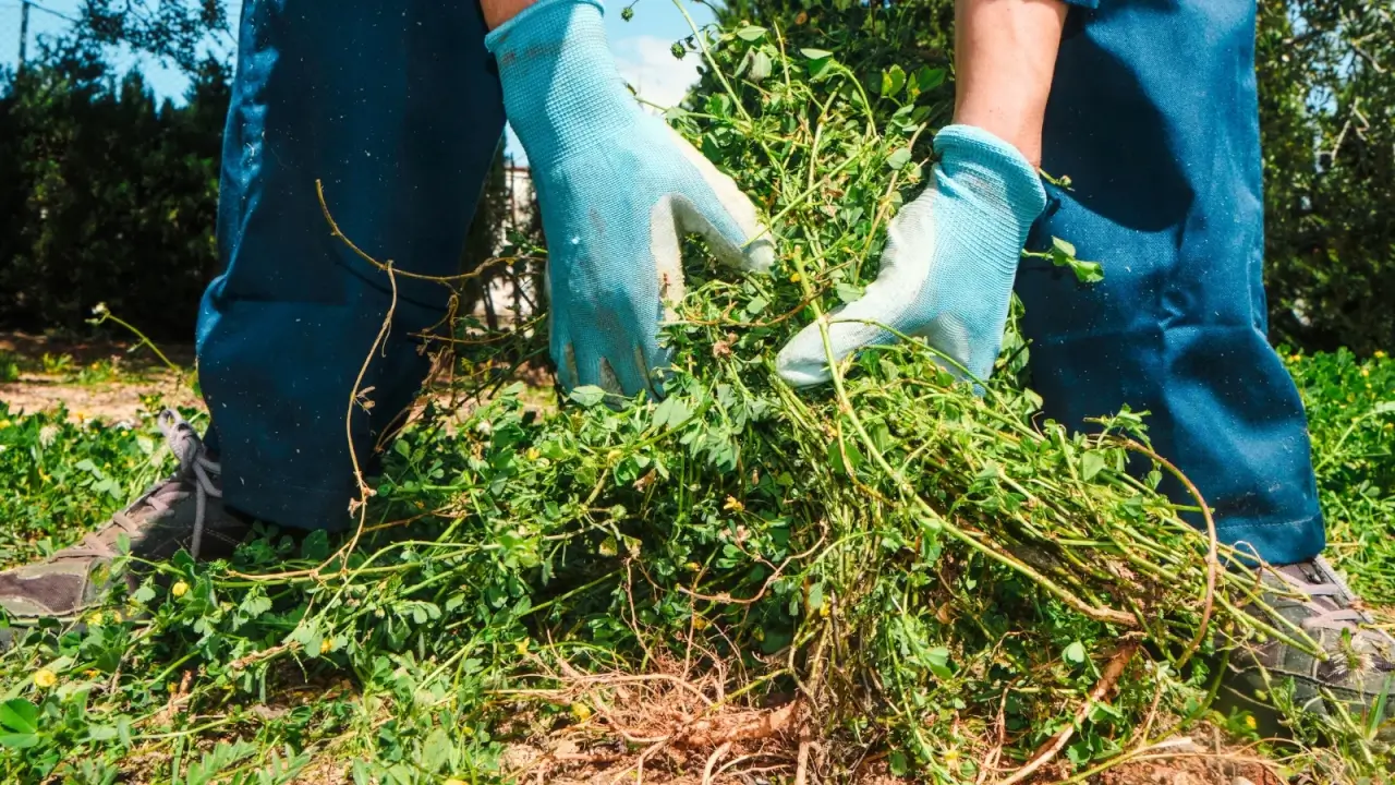 How to Beat the Weeds in a No-Till Landscape