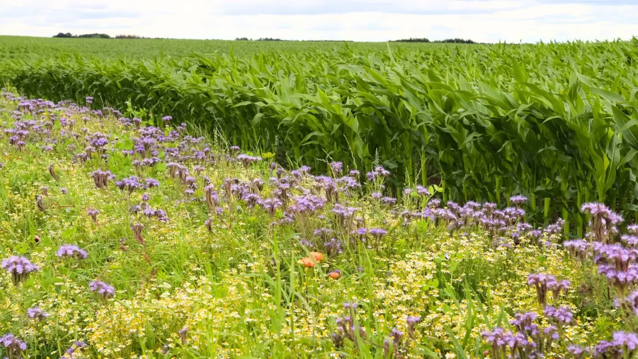 How to Fight Soil Nutrient Loss with Prairie Strips