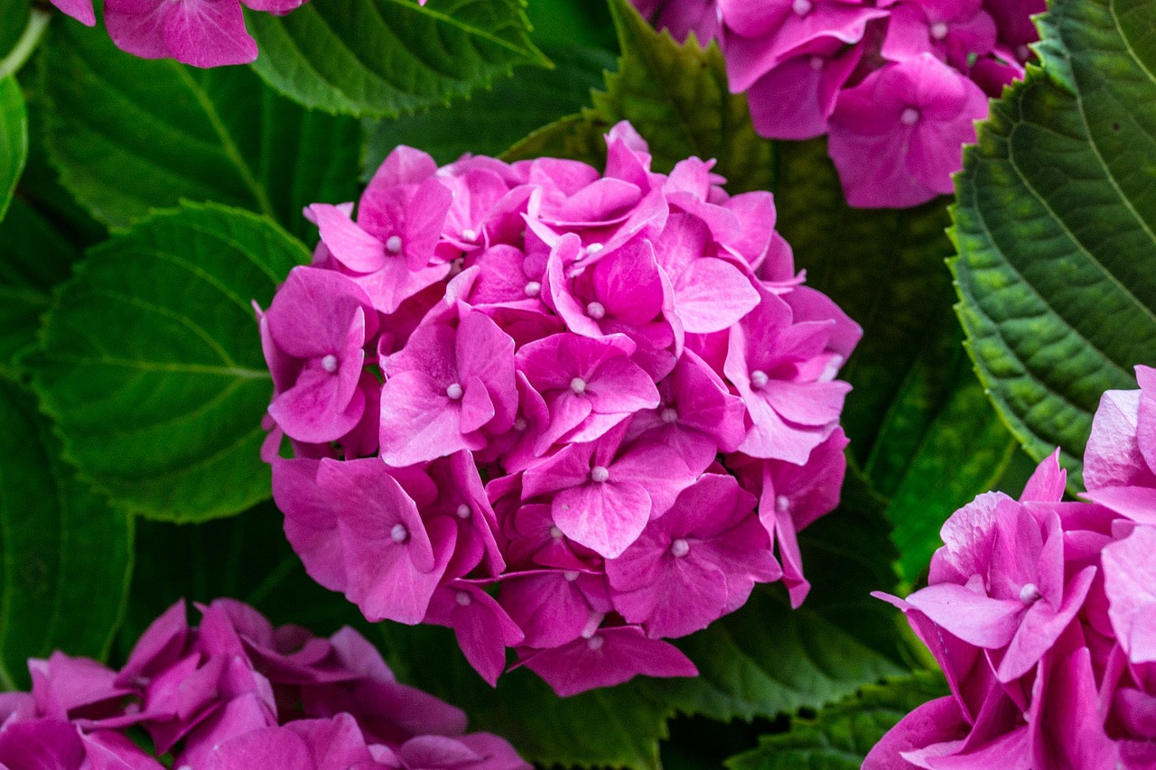 How to Fix Hydrangea Problems: 20-Step Guide for Beginners