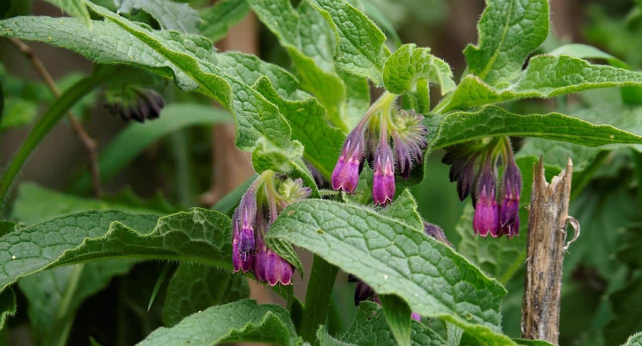 How to Make Comfrey Leaf Fertilizer: 15 DIY Organic and Natural Homemade Recipes