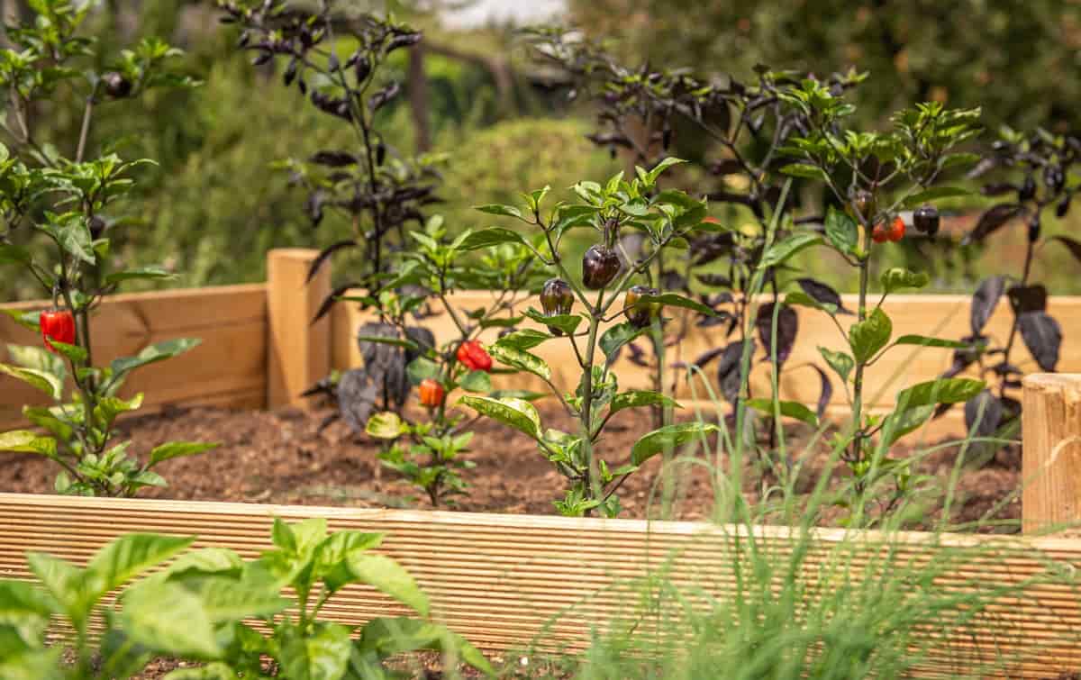 How to Build a Raised Garden Bed on a Budget Under 100 Dollars