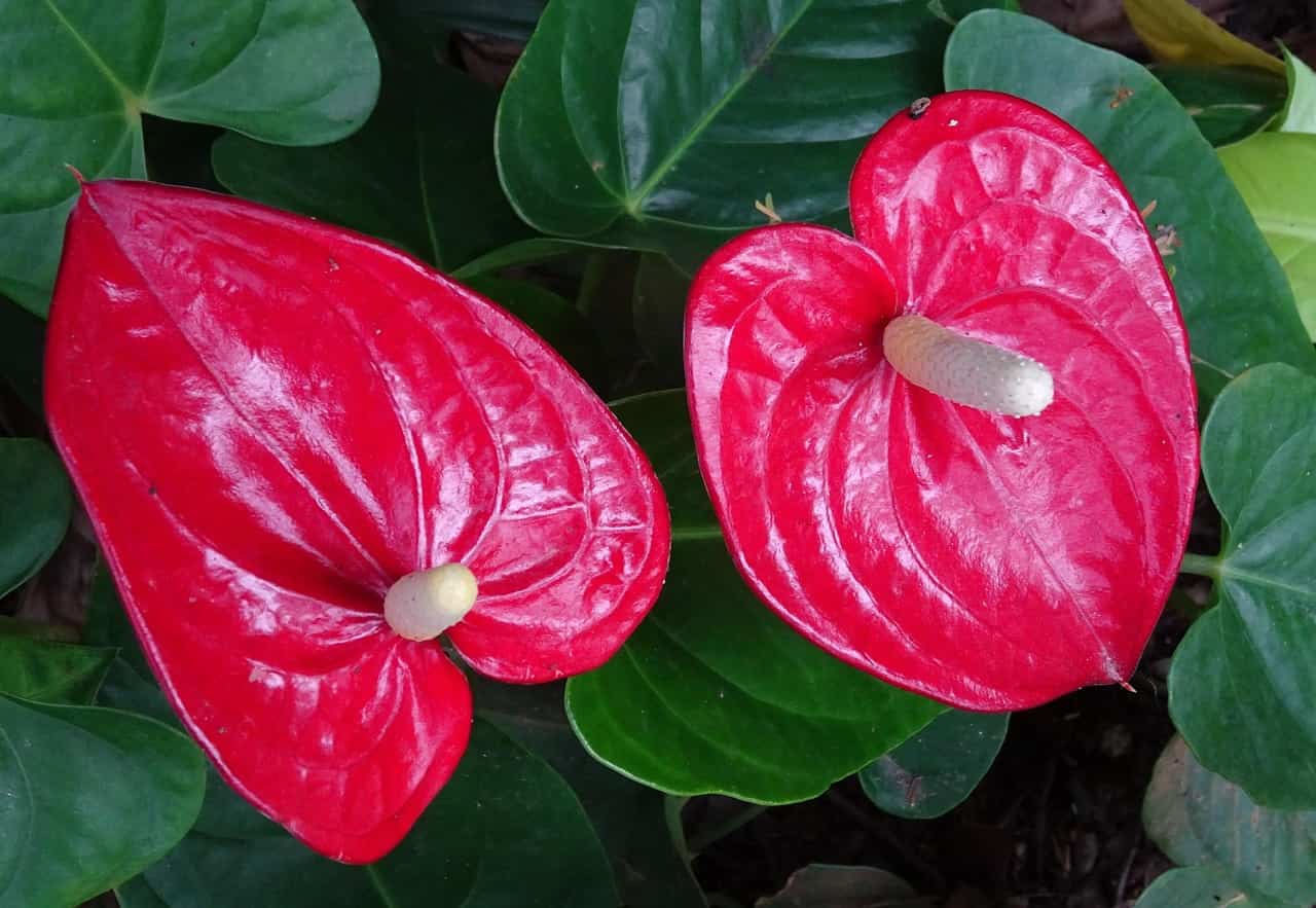 How to Grow Anthurium Indoors: A 15-Step Planting and Care Guide for Potted Flamingo Flowers