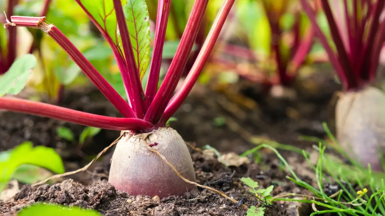 9 Fall Crops to Sow in October