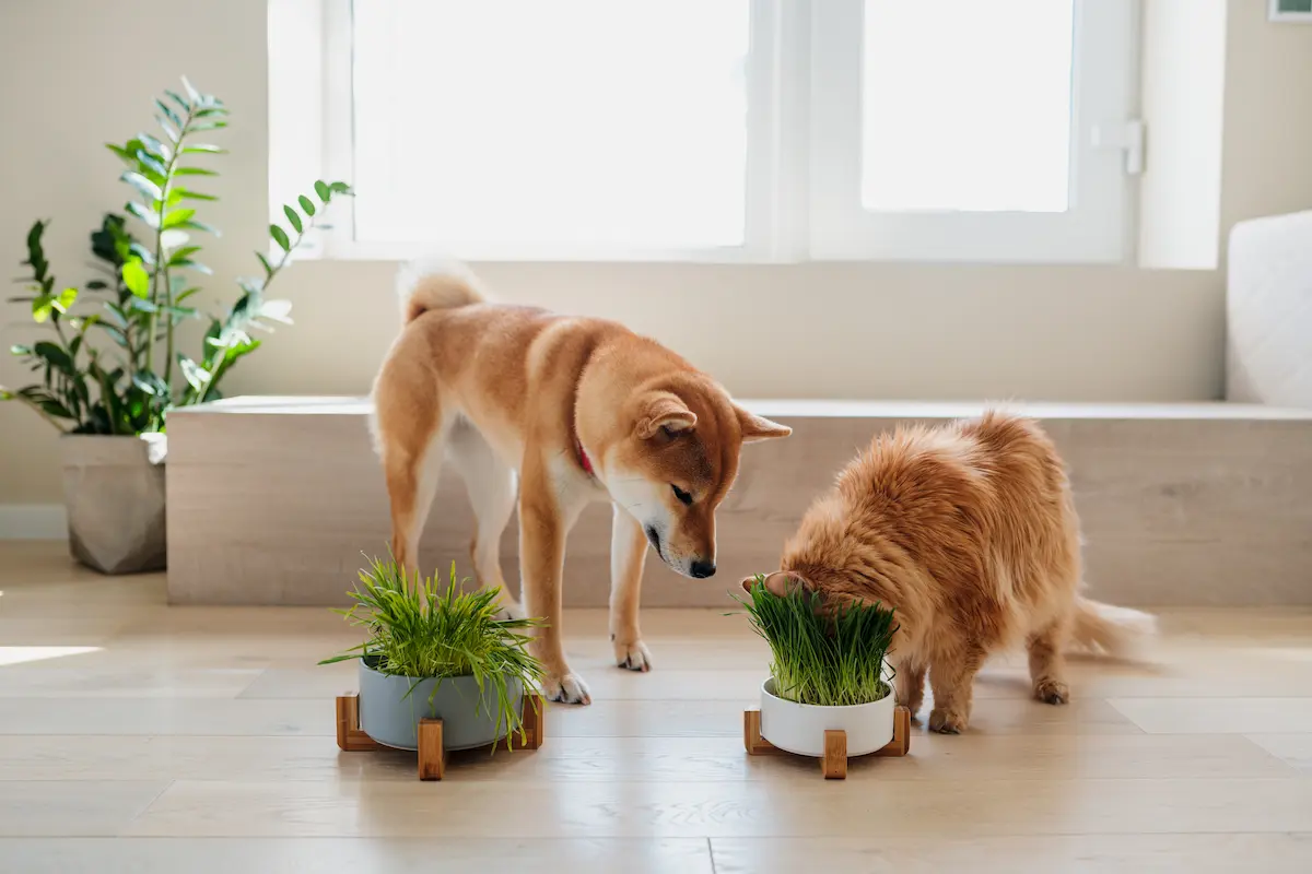 Pet-Friendly Plants in India: Houseplants Safe for Cats & Dogs in Urban Homes