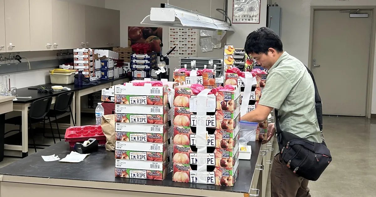 Plum breeding gets a boost from new gene ‘catalog’