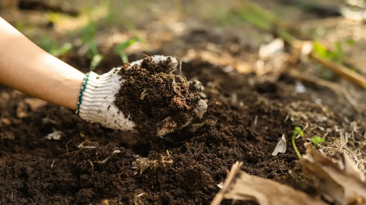 How to Amend the Soil after Harvest (and Why You Should)