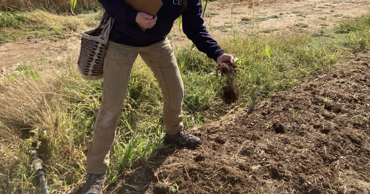 UCCE offers webinar on managing nitrogen in organic annual crops Dec. 9